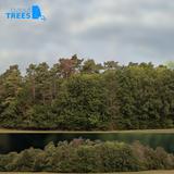 treeline_01