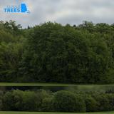 treeline_02