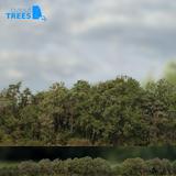 treeline_03