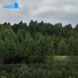 treeline_05