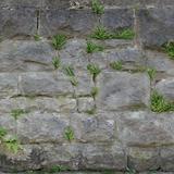 wall_bricks_overgrown