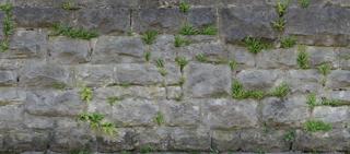 wall_bricks_overgrown-color-m.jpg